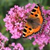 Papillon petite tortue. Philippe Baumy